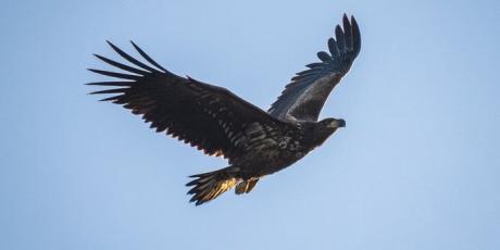 White tailed eagle Ken Hill